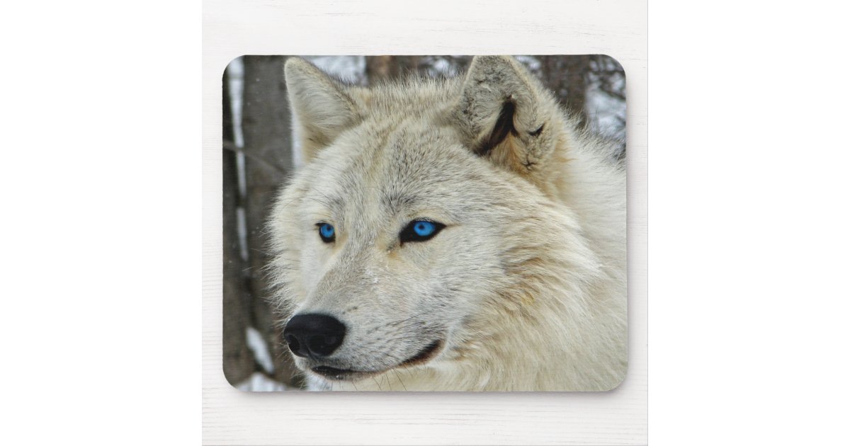 arctic wolf with blue eyes