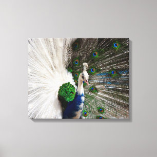 White Blue Peacock Canvas Print