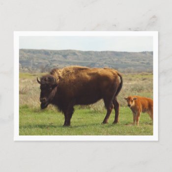 White Border Postcard by cliffviewdesigns at Zazzle