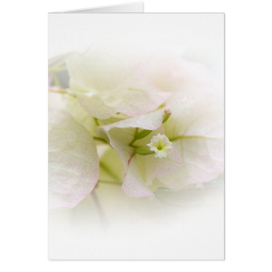 White Bougainvillea Blank Card (Front)