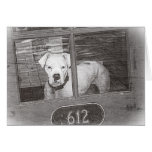 White Boxer Dog Behind Door, Black and White