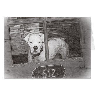 White Boxer Dog Behind Door, Black and White Cards