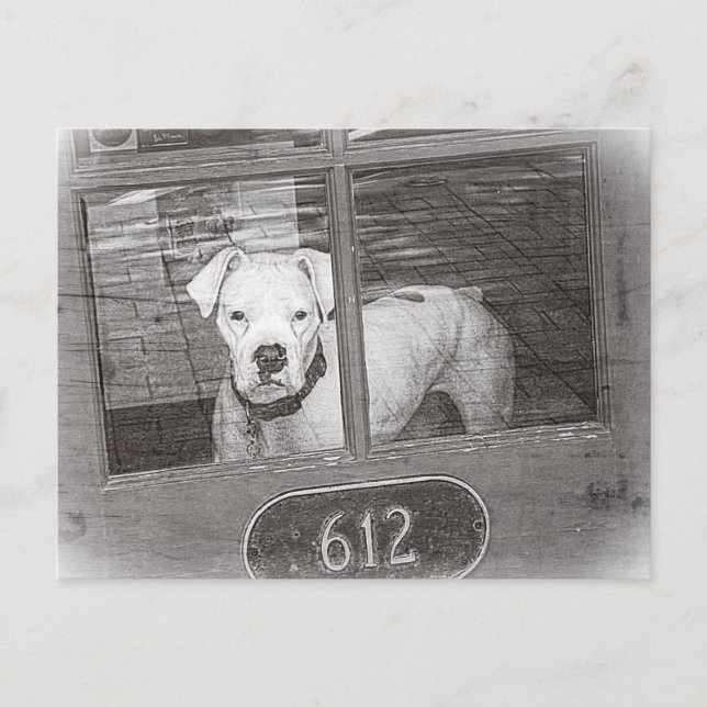 White Boxer Dog Behind Door, Black and White Postcard (Front)