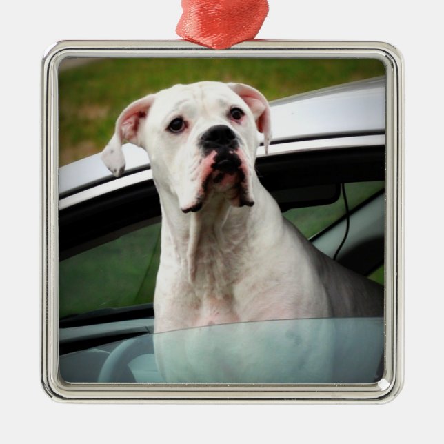 White Boxer in a Car Metal Ornament (Front)