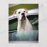 White Boxer in a Car Postcard