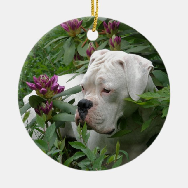White Boxer in Pink Rhodies Ceramic Ornament (Front)