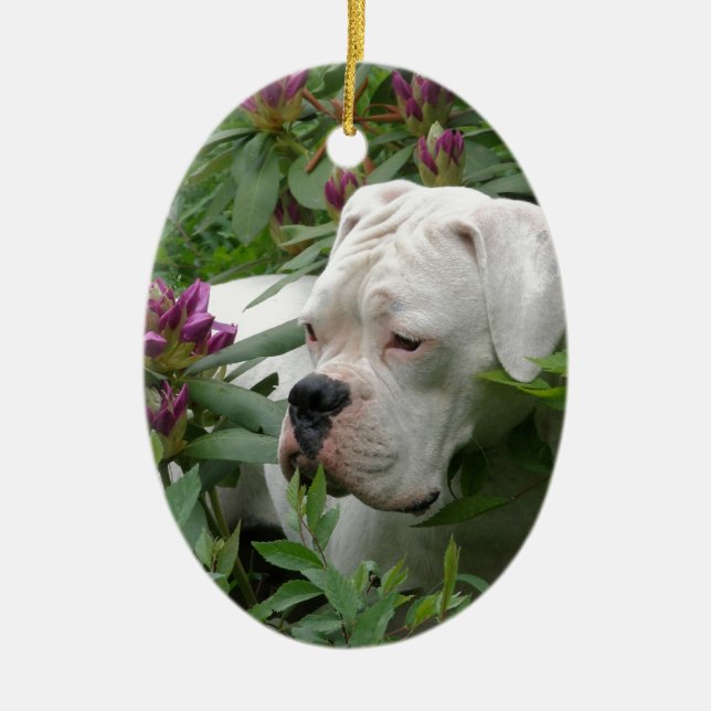 White Boxer in Pink Rhodies Ceramic Ornament (Front)