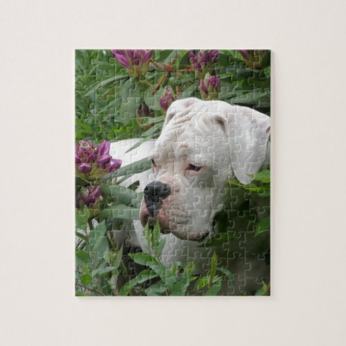 White Boxer in Pink Rhodies Jigsaw Puzzle