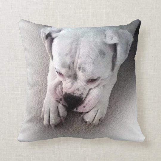 boxer with pillow