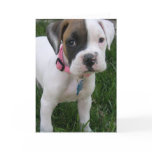 White Boxer Puppy Card