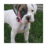 White Boxer Puppy Dog Invitation