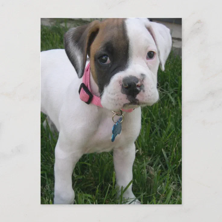 how much is a white boxer puppy