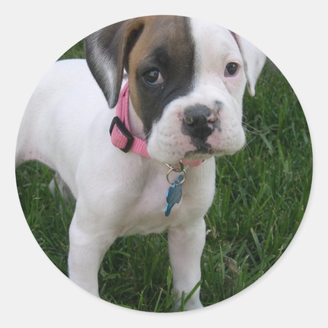 White Boxer Puppy Sticker (Front)