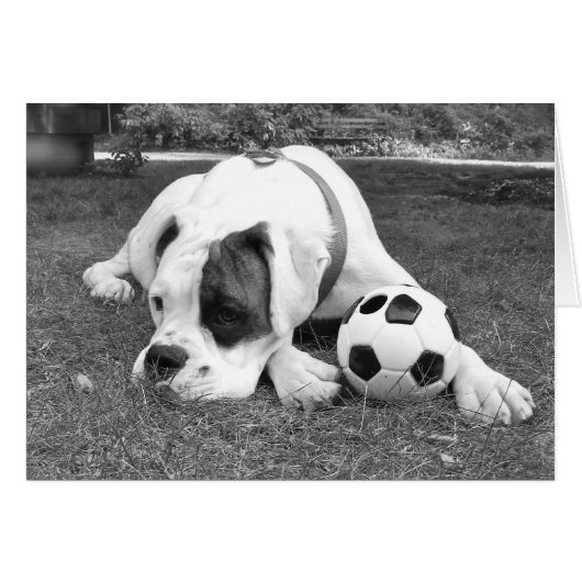 White Boxer Soccer (Front Horizontal)