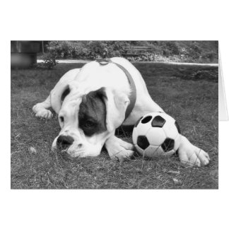 White Boxer Soccer Cards