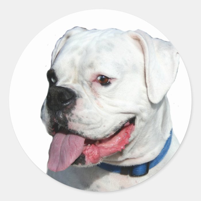 White Boxer stickers