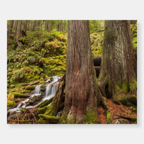 White Branch Falls Oregon Cascades Oregon Foam Board