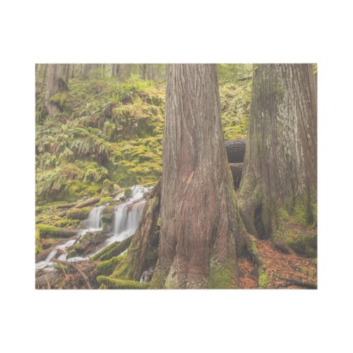 White Branch Falls Oregon Cascades Oregon Gallery Wrap