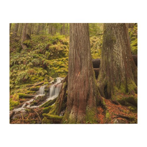 White Branch Falls Oregon Cascades Oregon Wood Wall Art