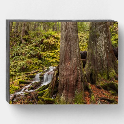 White Branch Falls Oregon Cascades Oregon Wooden Box Sign