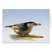 White-breasted Nuthatch (Front Horizontal)