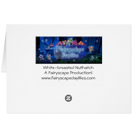 White-breasted Nuthatch (Back Horizontal)