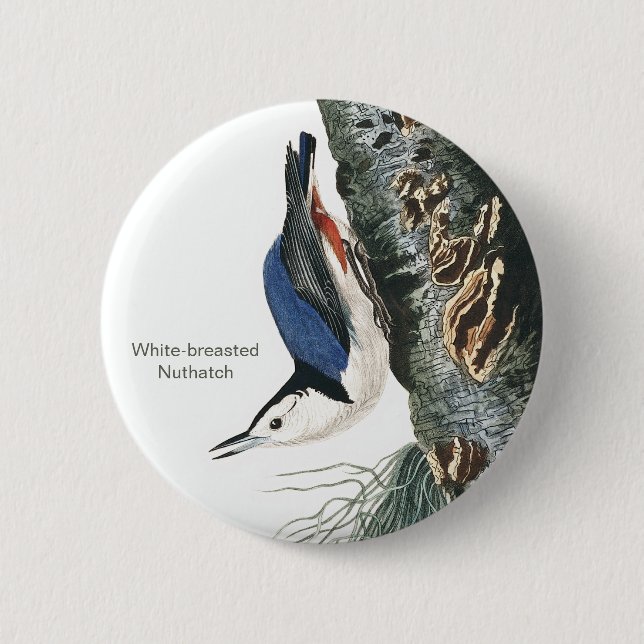 White-breasted Nuthatch, Audubon Bird Fashion Button (Front)