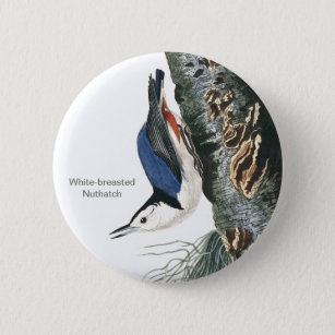 White-breasted Nuthatch, Audubon Bird Fashion Button