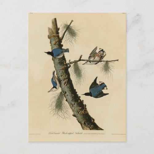 White Breasted Nuthatch Audubons Birds of America Postcard