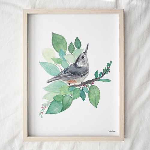 White Breasted Nuthatch Bird Art Print