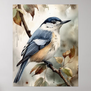 White Breasted Nuthatch Bird Art Print Poster