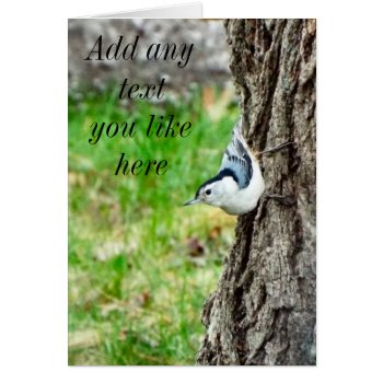 White Breasted Nuthatch Card by RenderlyYours at Zazzle