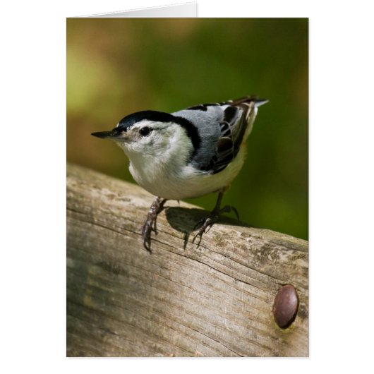 White-Breasted Nuthatch Cards (Front)