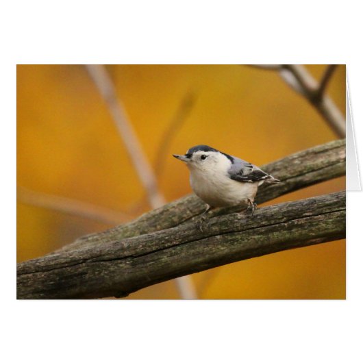 White-breasted Nuthatch Cards (Front Horizontal)