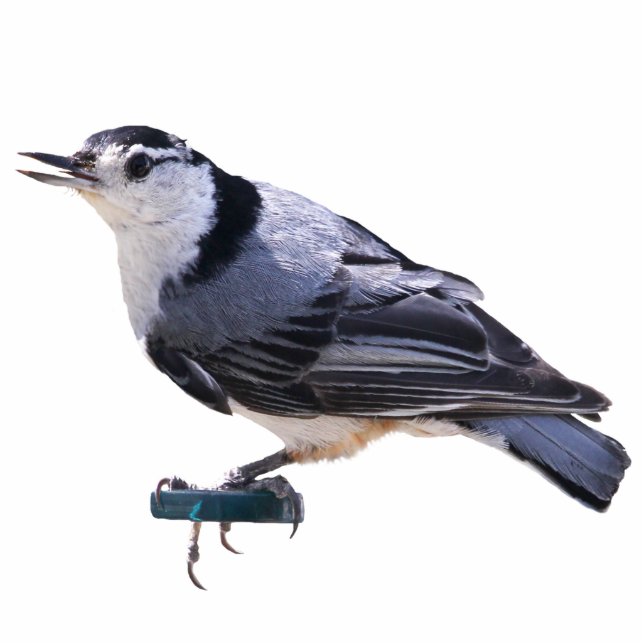 White-Breasted Nuthatch Cutout (Front)
