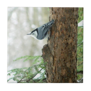 White Breasted Nuthatch Decorative Tile