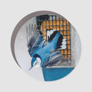 White-Breasted Nuthatch in Snow - Original Photo Car Magnet