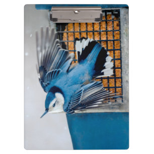 White-Breasted Nuthatch in Snow - Original Photo Clipboard