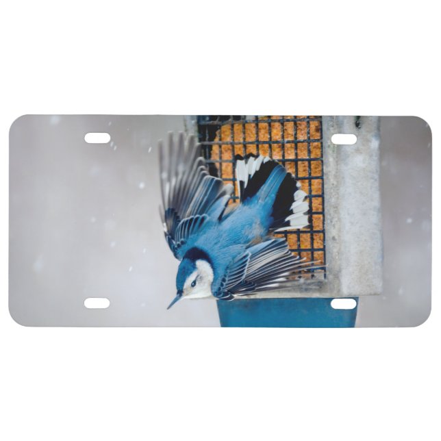 White-Breasted Nuthatch in Snow - Original Photo License Plate (Front)