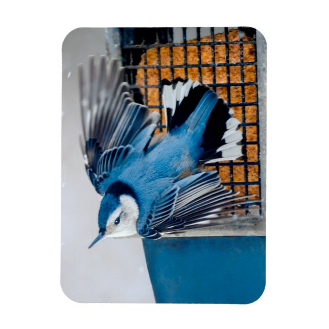 White-Breasted Nuthatch in Snow - Original Photo Magnet (Vertical)