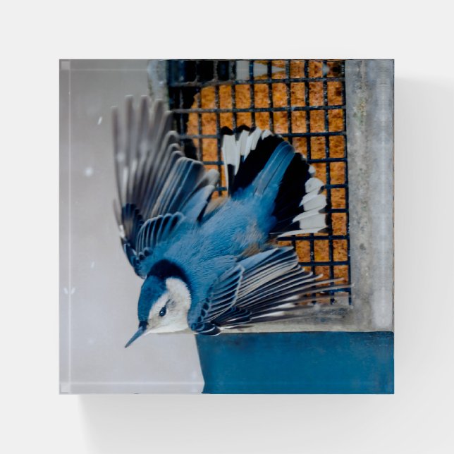 White-Breasted Nuthatch in Snow - Original Photo Paperweight (Front)