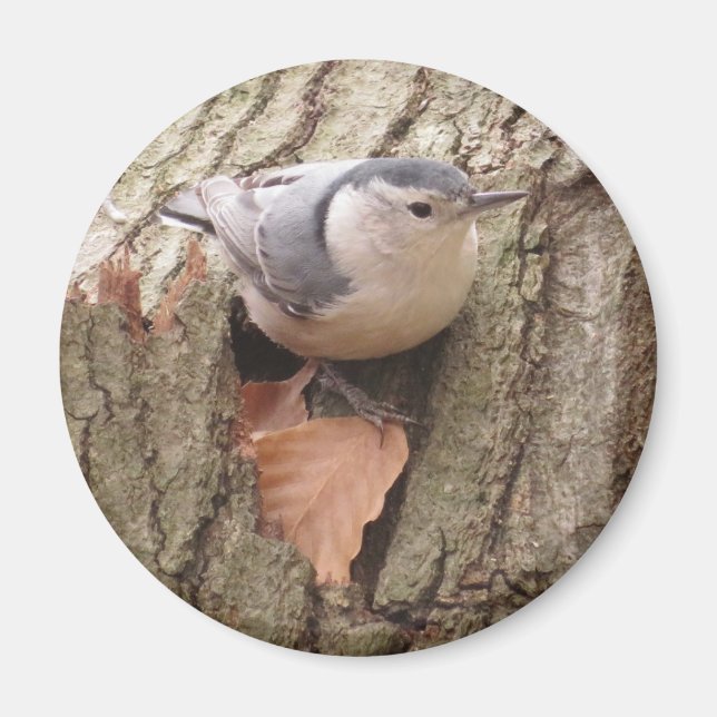 White-breasted Nuthatch Magnet (Front)
