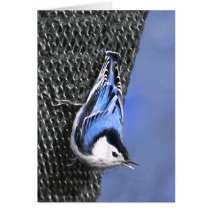 White-Breasted Nuthatch Painting Original Bird Art Cards