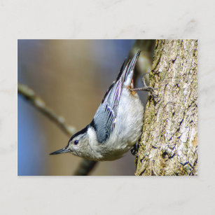 White Breasted Nuthatch Postcard