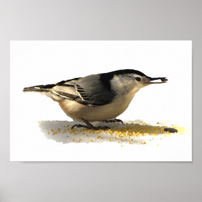 White-breasted Nuthatch Poster (Front)