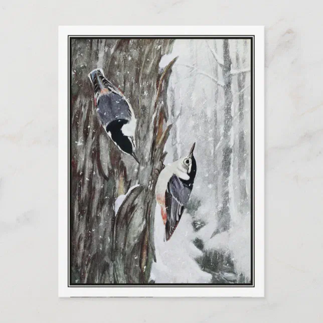 WhiteBreasted Nuthatch Robert Bruce Horsfall Postcard Zazzle