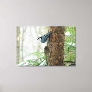 White Breasted Nuthatch Stretched Canvas Print