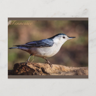 White breasted Nuthatch Tennessee Postcard