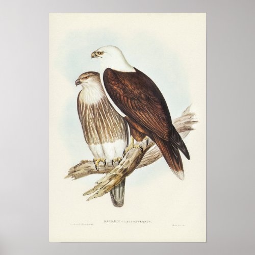 White_breasted Sea Eagle by Elizabeth Gould Poster