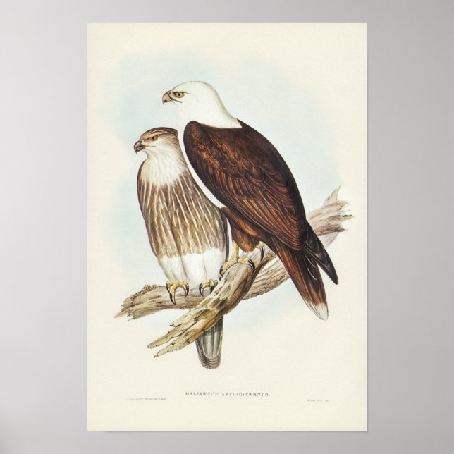 White-breasted Sea Eagle by Elizabeth Gould Poster (Front)